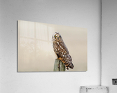 Short eared Owl On Post Acrylic Print
