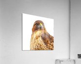 Red tailed Hawk Stare Acrylic Print