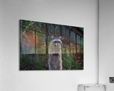 raccoon Acrylic Print
