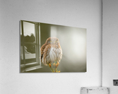 Pygmy Owl Acrylic Print