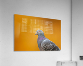 Common Pigeon Indeed   Acrylic Print