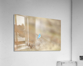 Mountain Bluebird Acrylic Print