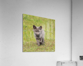 Grey Fox Kit Acrylic Print