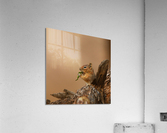 Chipmunk Munching Acrylic Print