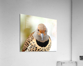 Northern Flicker Acrylic Print