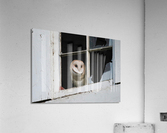 Barn Owl Waking Up Acrylic Print