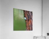 White breasted Nuthatch Acrylic Print