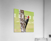 Red-breasted Sapsucker Acrylic Print