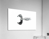 Pied billed Grebe Acrylic Print