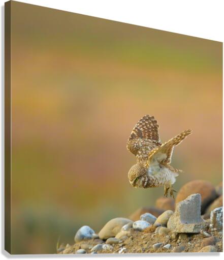 Burrowing Owl Launching Off Canvas Print