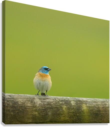 Lazuli Bunting Canvas Print