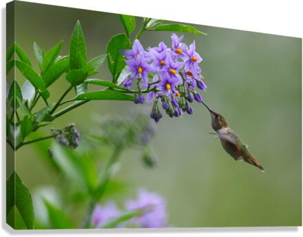 Rufous Hummingbird  Canvas Print