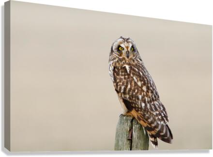 Short eared Owl On Post Canvas Print