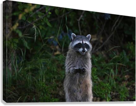 raccoon Canvas Print