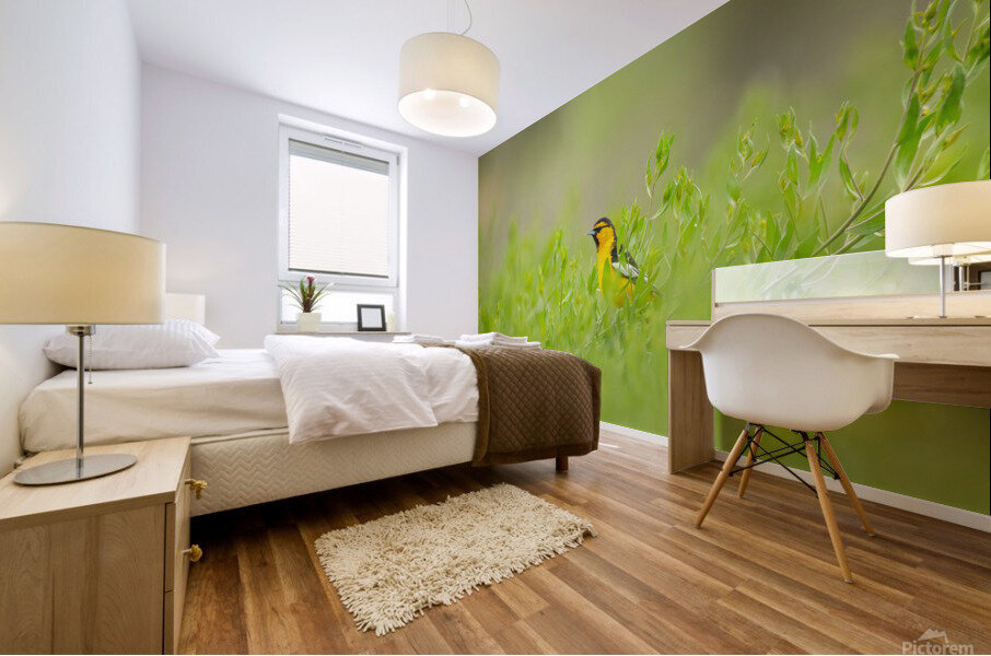 Bullocks Oriole Mural print