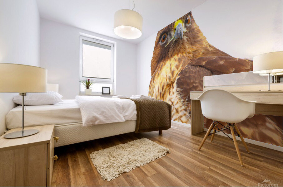 Red tailed Hawk Stare Mural print