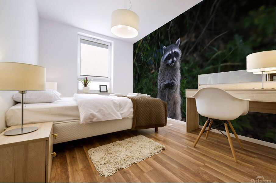 raccoon Mural print