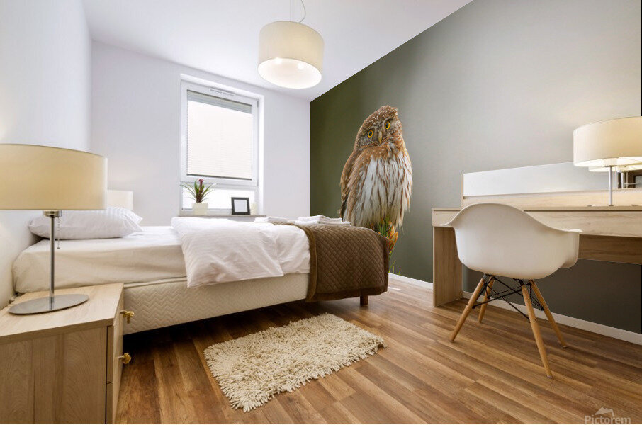 Pygmy Owl Mural print
