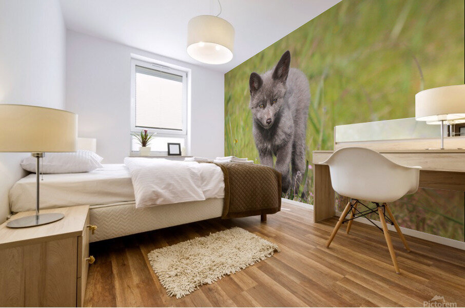 Grey Fox Kit Mural print