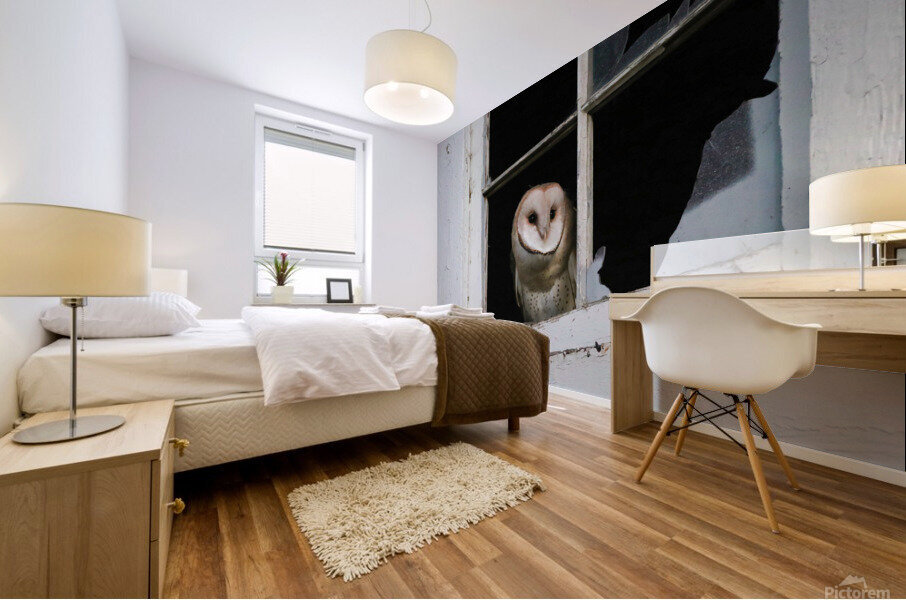 Barn Owl Waking Up Mural print