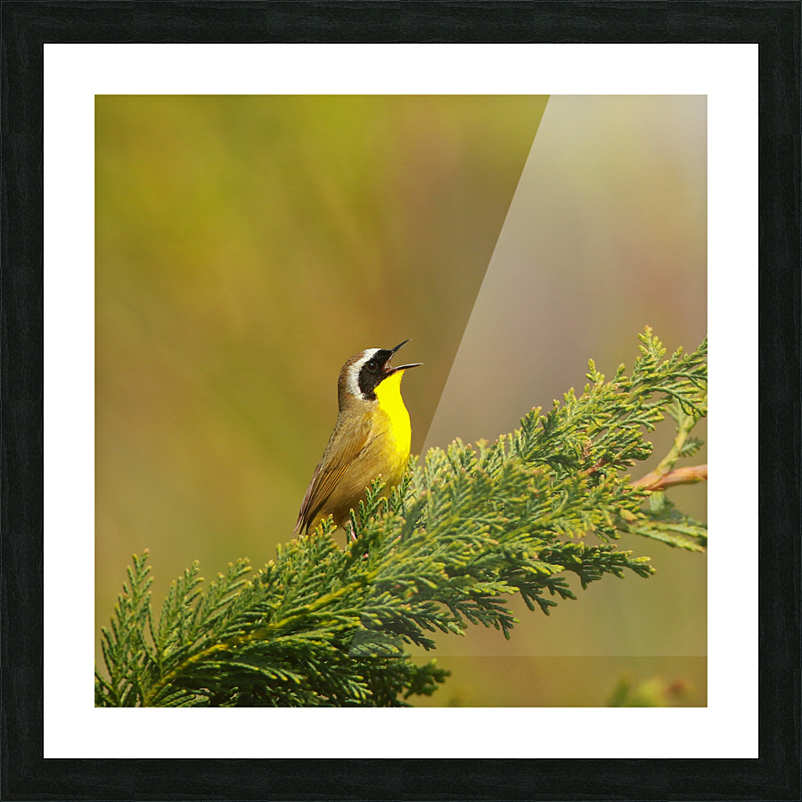 Common Yellowthroat Picture Frame print
