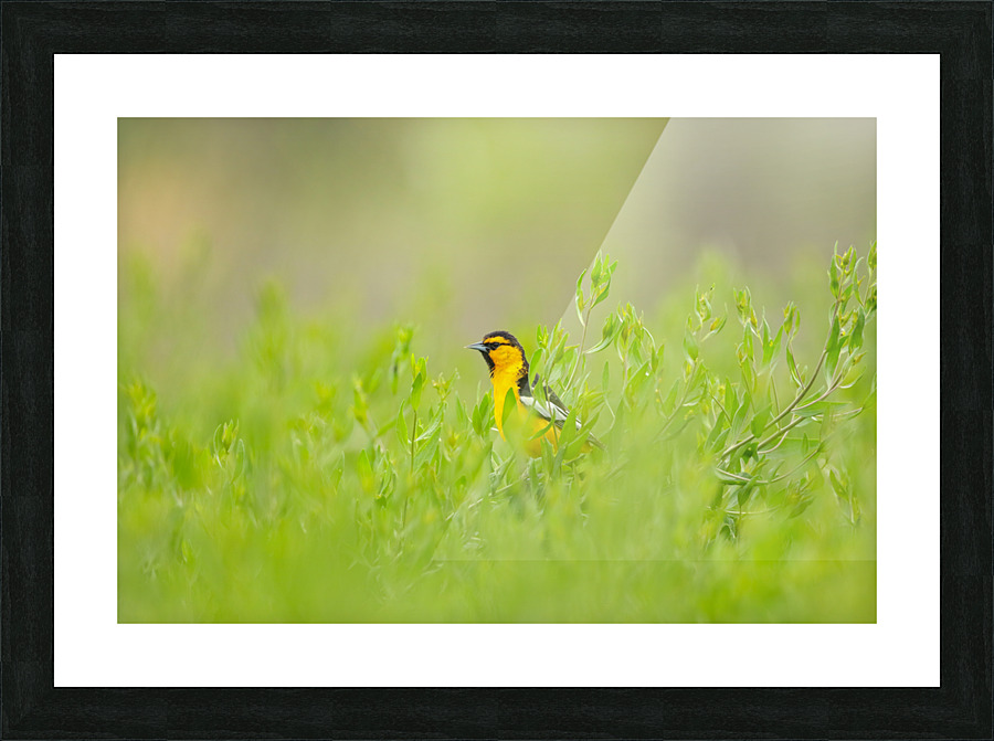 Bullocks Oriole Picture Frame print