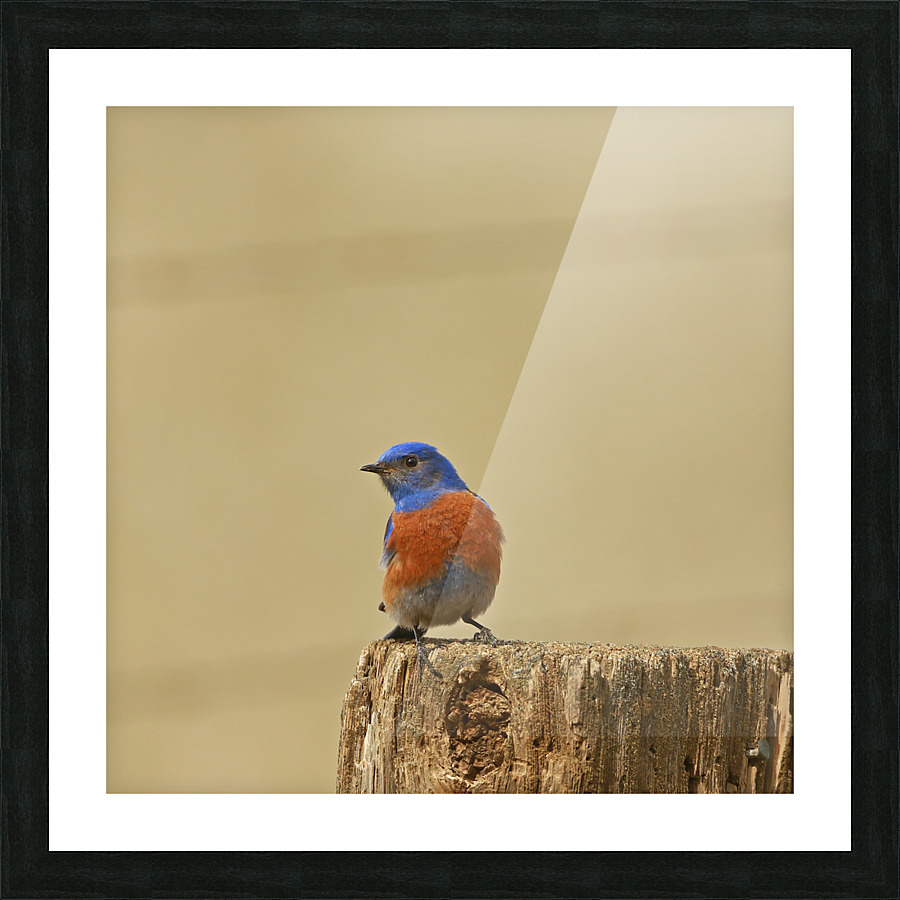 Western Bluebird Picture Frame print