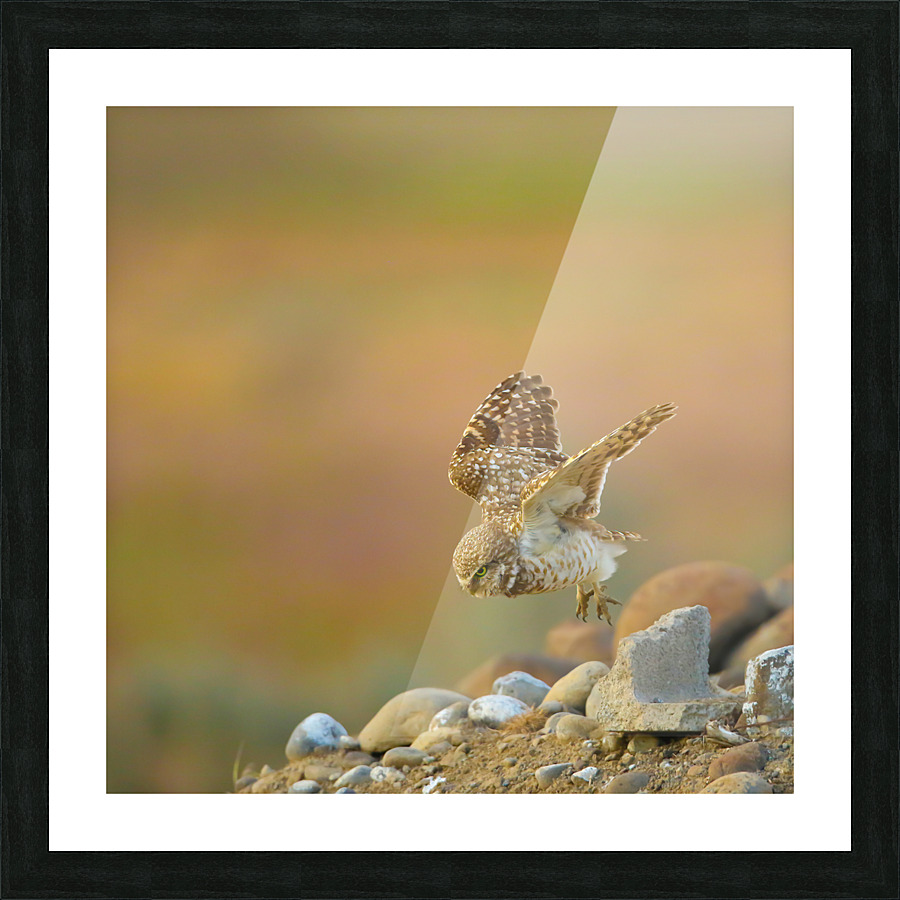 Burrowing Owl Launching Off Picture Frame print
