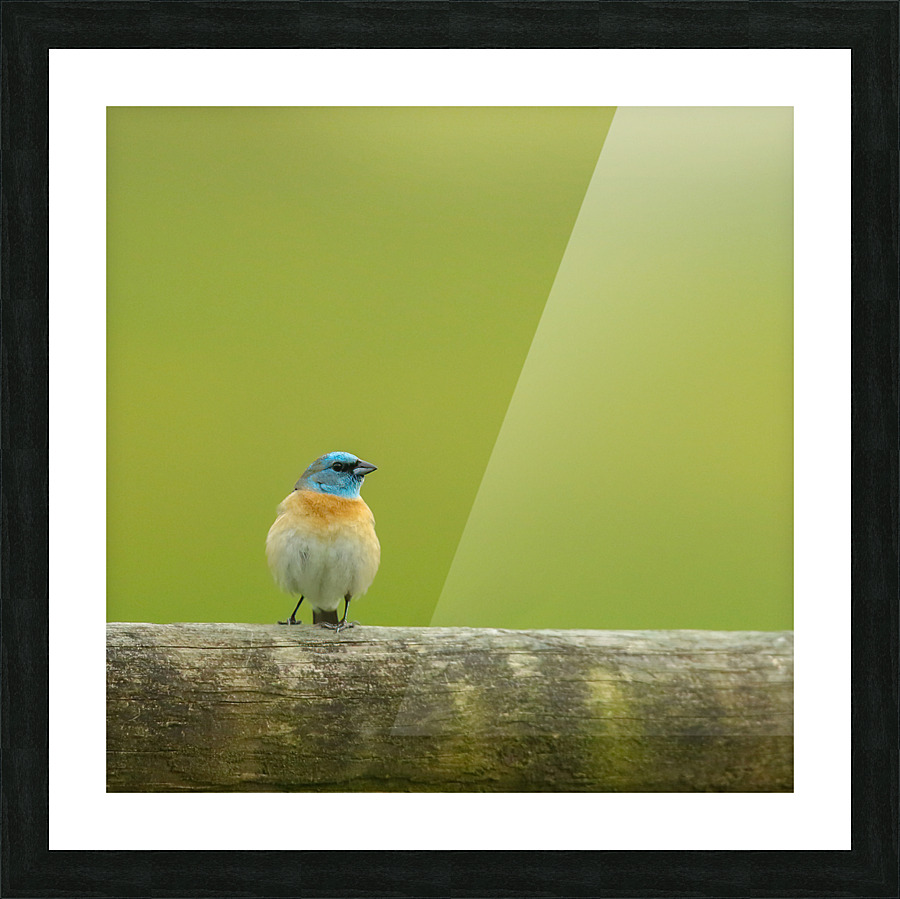 Lazuli Bunting Picture Frame print