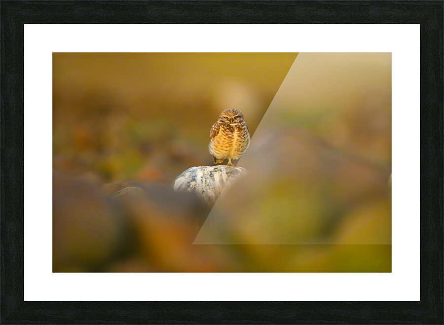 Burrowing Owl At Sunset Picture Frame print