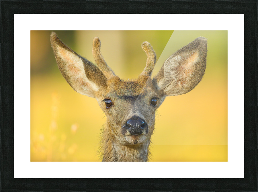 Young Buck Picture Frame print