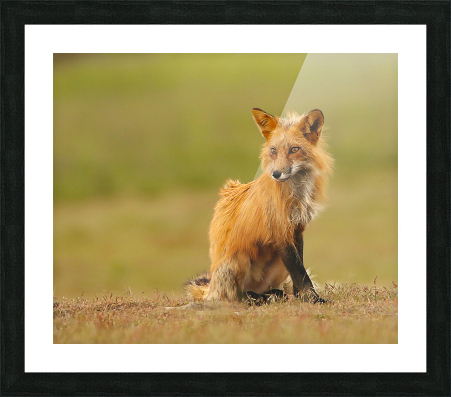 Red Fox Vixen Picture Frame print