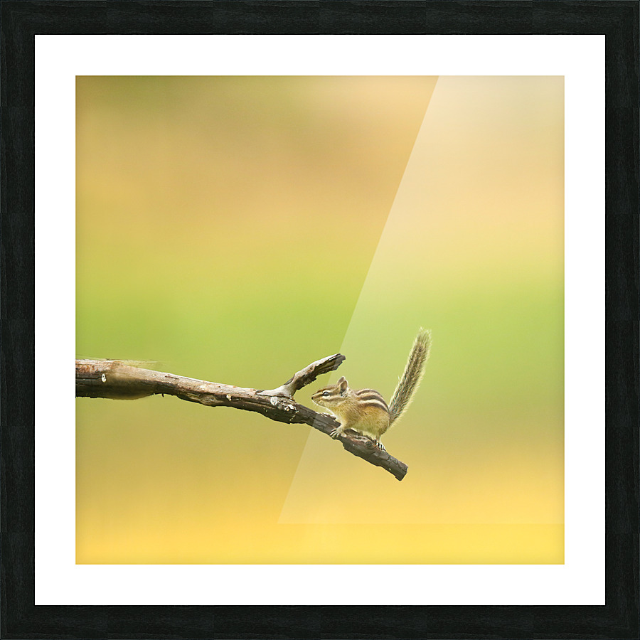 Chipmunk Picture Frame print