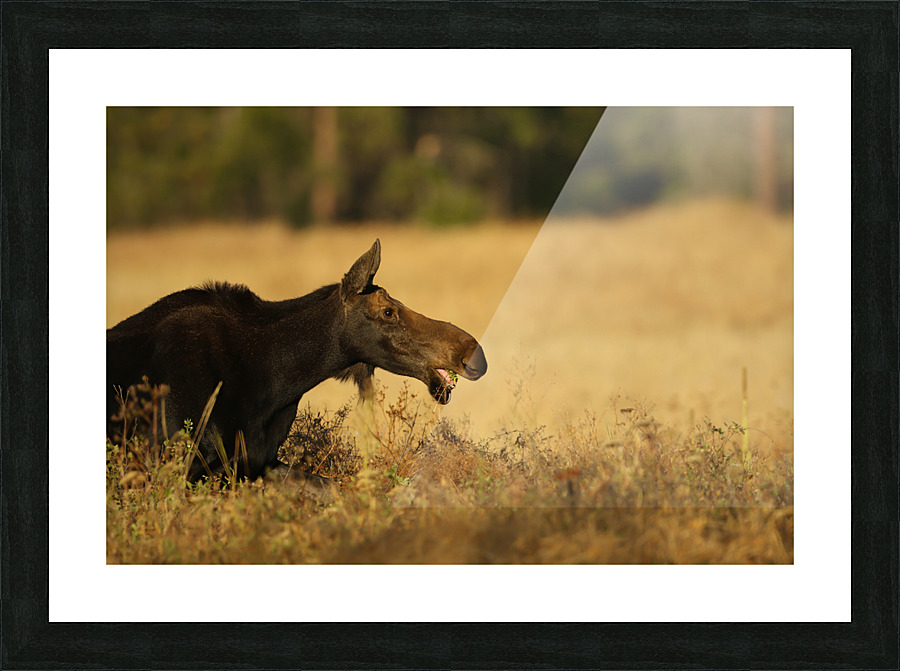 Moose Picture Frame print