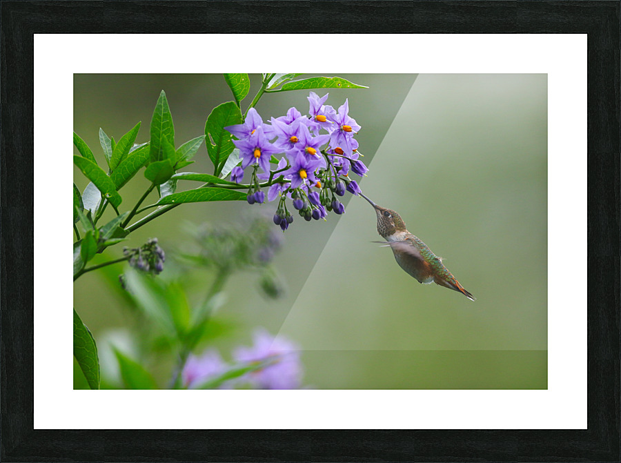 Rufous Hummingbird  Picture Frame print