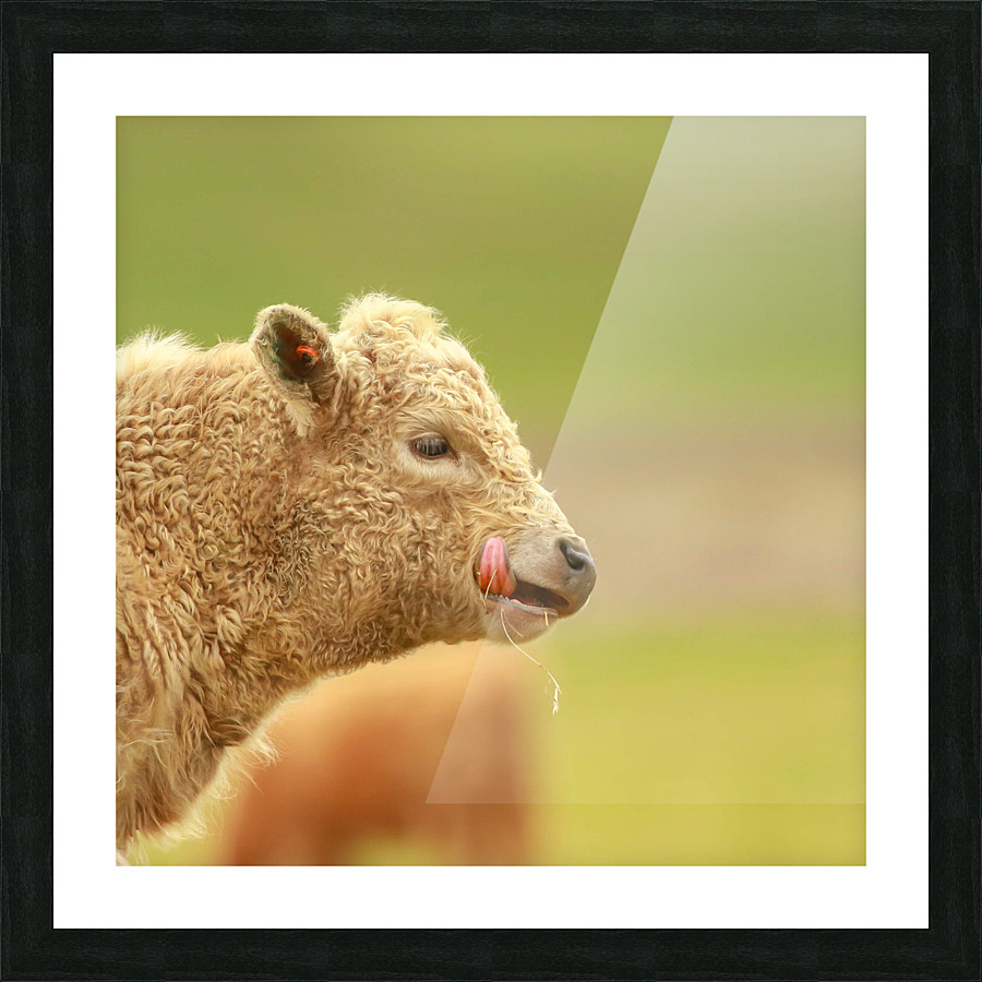Cute Calf Picture Frame print
