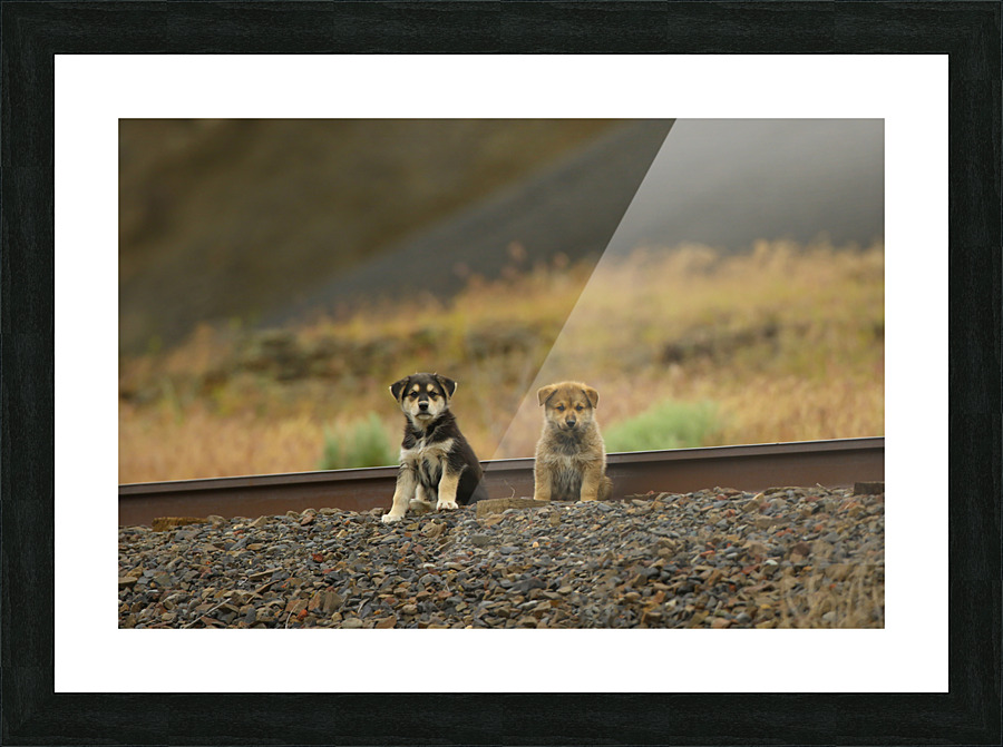 Lost Puppies Picture Frame print