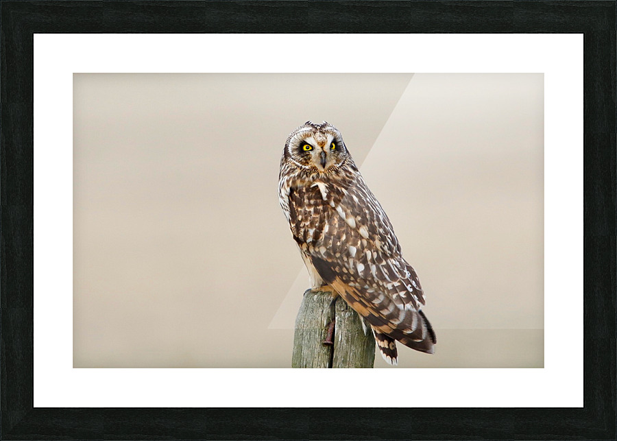 Short eared Owl On Post Picture Frame print