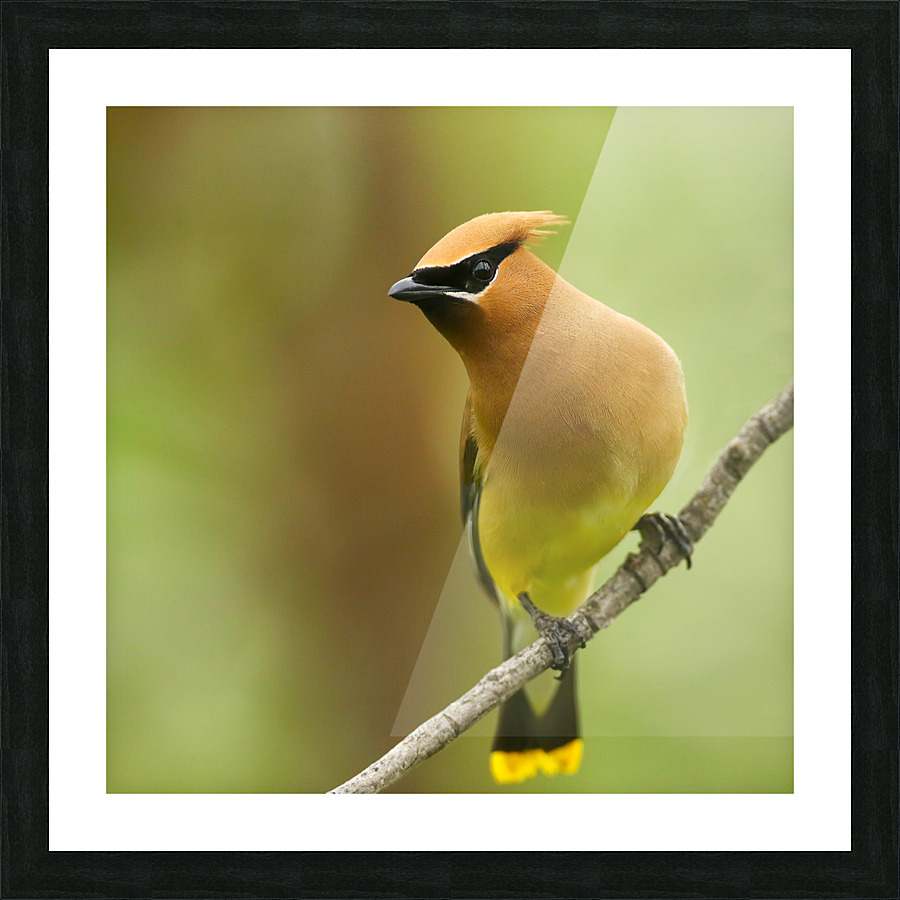 Cedar Waxwing Picture Frame print