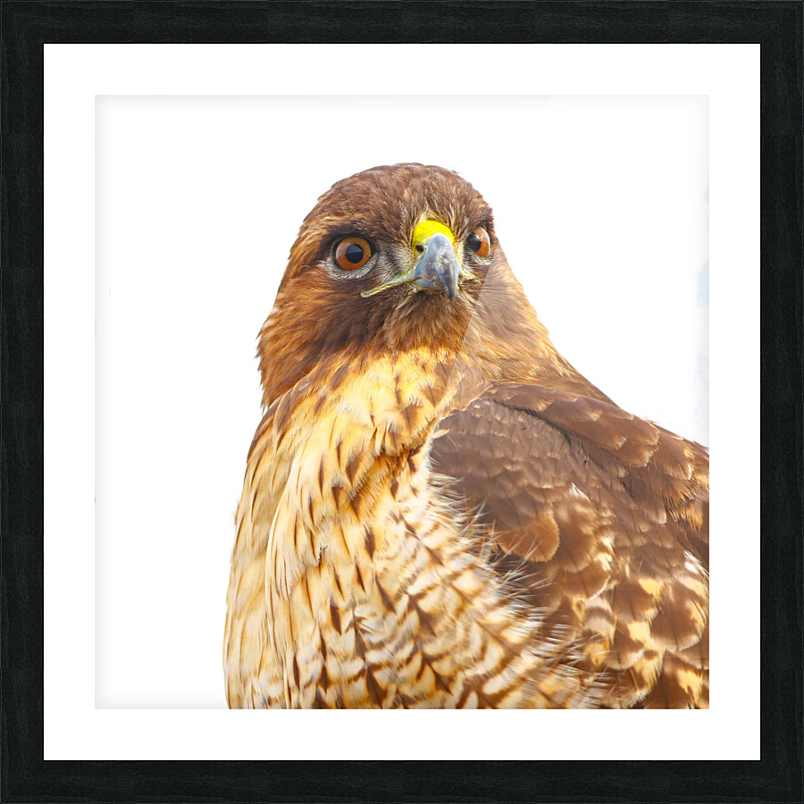 Red tailed Hawk Stare Picture Frame print