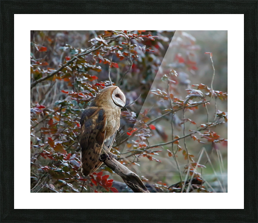 Barn Owl Picture Frame print