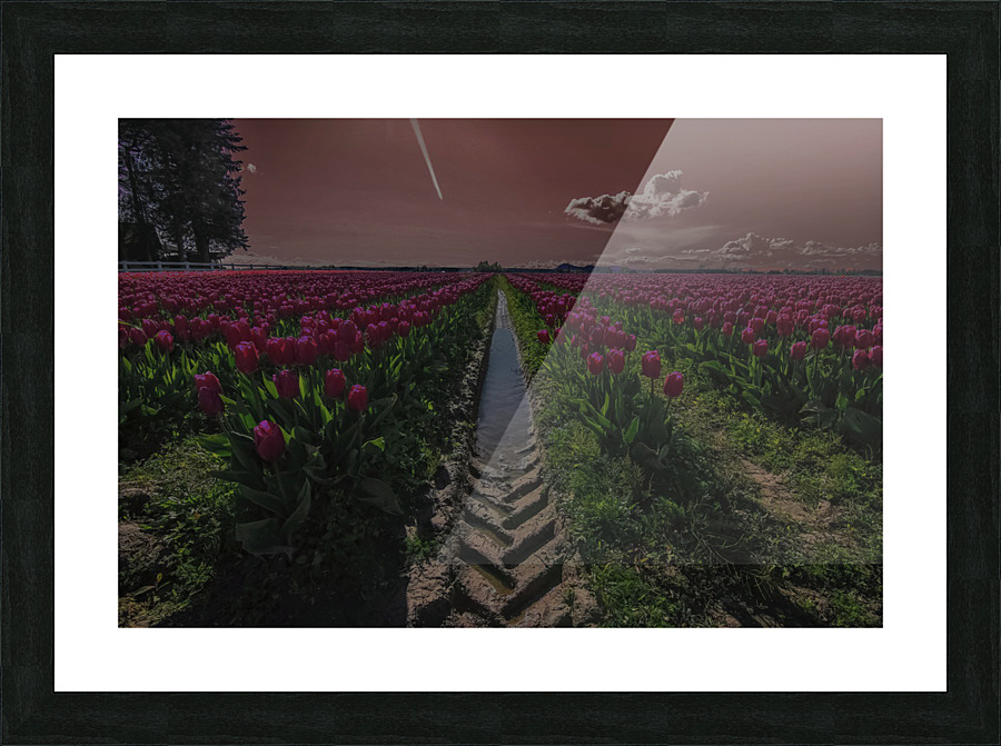 Tulips Picture Frame print