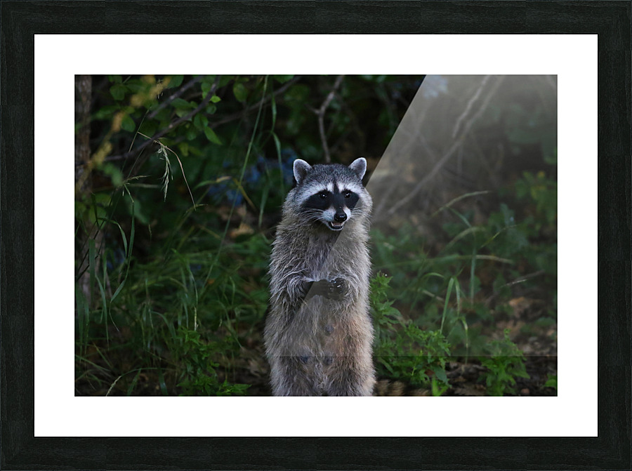raccoon Picture Frame print
