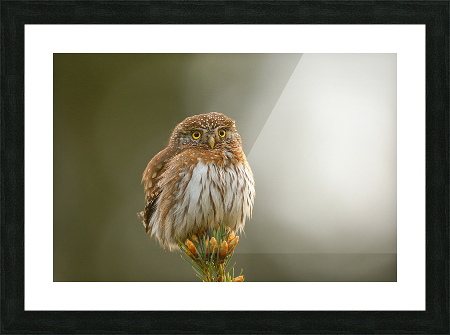 Pygmy Owl Picture Frame print