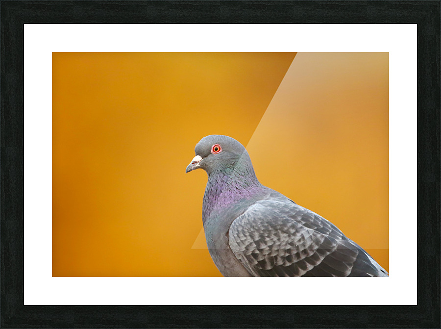 Common Pigeon Indeed   Picture Frame print