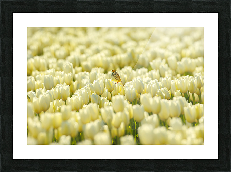 Savannah Sparrow Picture Frame print
