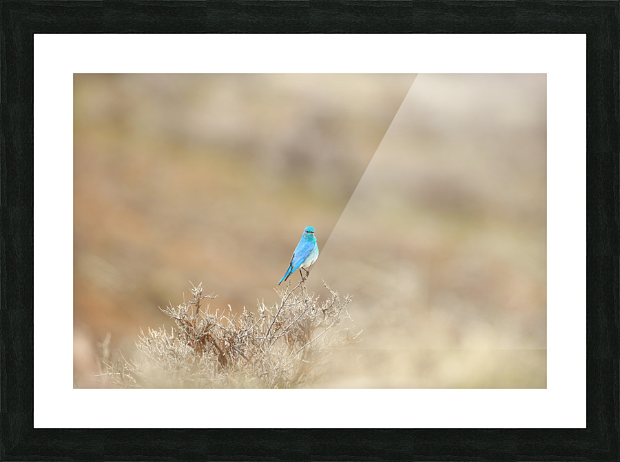 Mountain Bluebird Picture Frame print