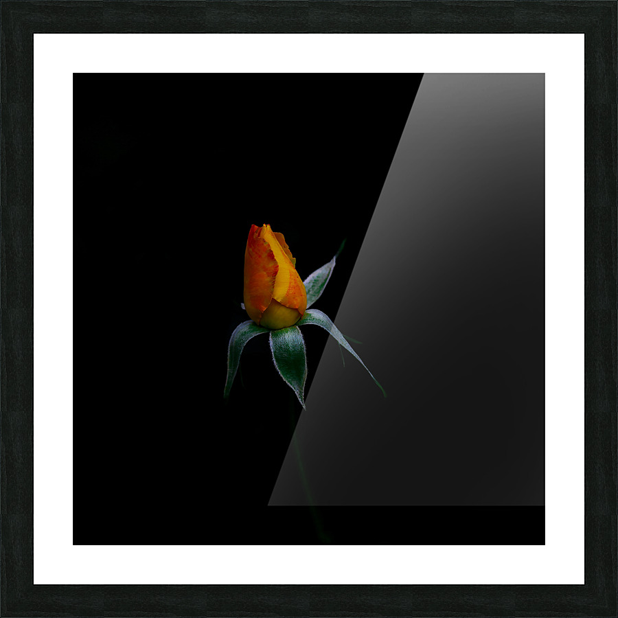 Budding Rose Picture Frame print