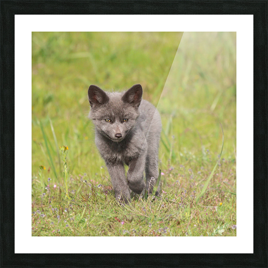 Grey Fox Kit Picture Frame print