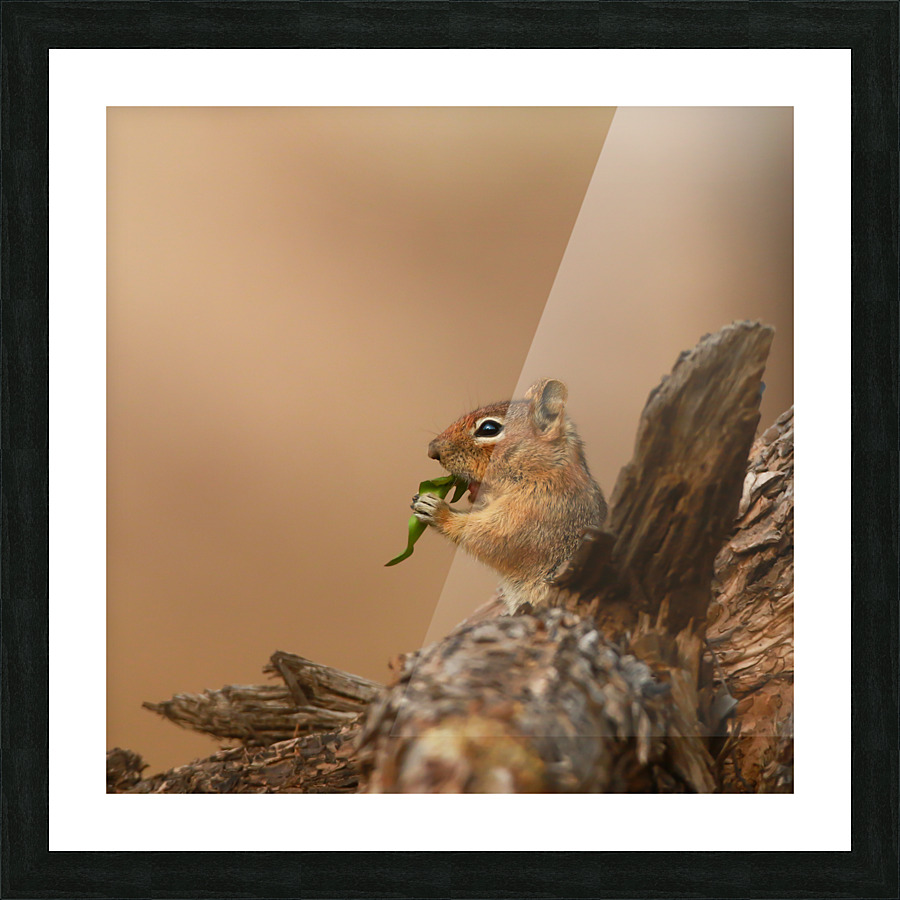 Chipmunk Munching Picture Frame print